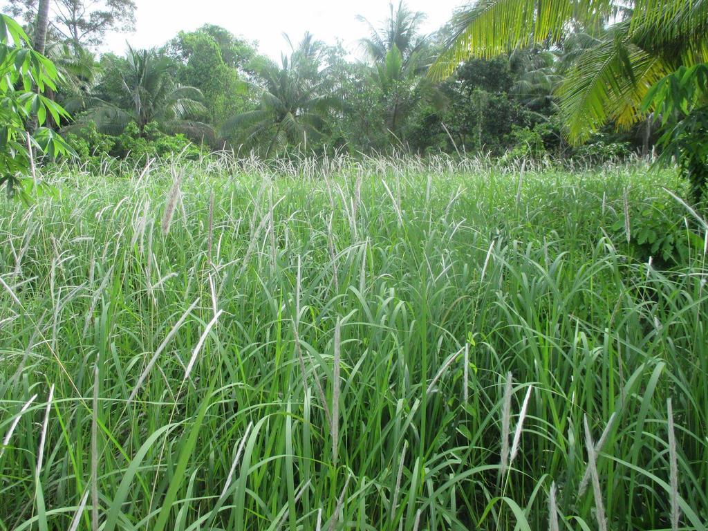 Manh Duyen Garden Homestay Phu Quoc Exteriör bild