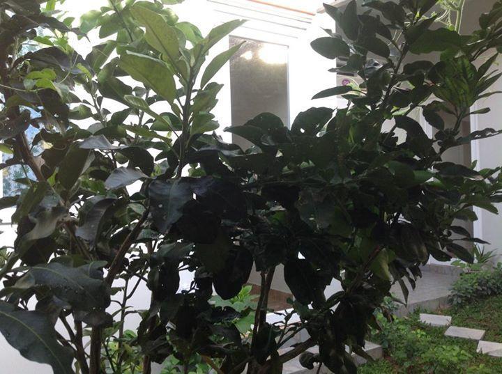 Manh Duyen Garden Homestay Phu Quoc Exteriör bild